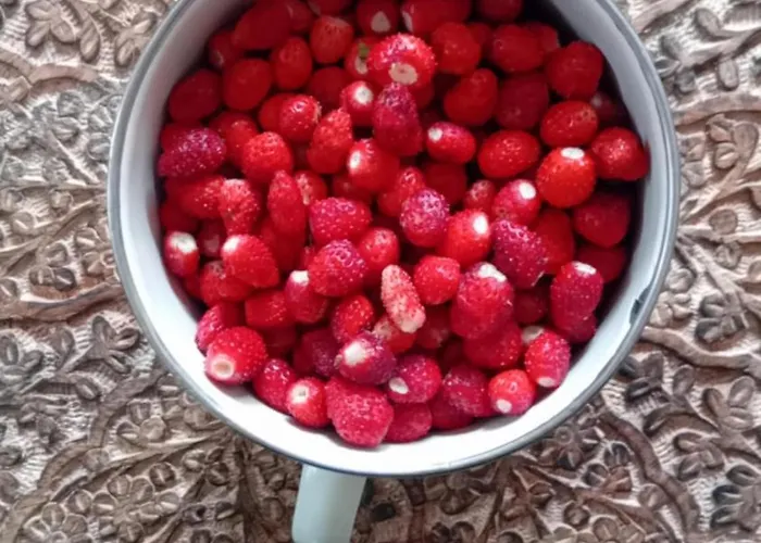 Nad Jeziorem Strykowskim Semesterbostad